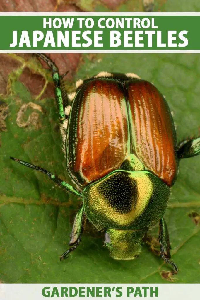 Japanese Beetles: How to Get Rid Of, Looks Like, Life Cycle