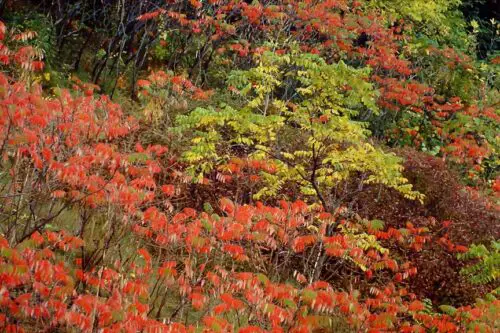 Japanese Maple Leaves Turning Brown