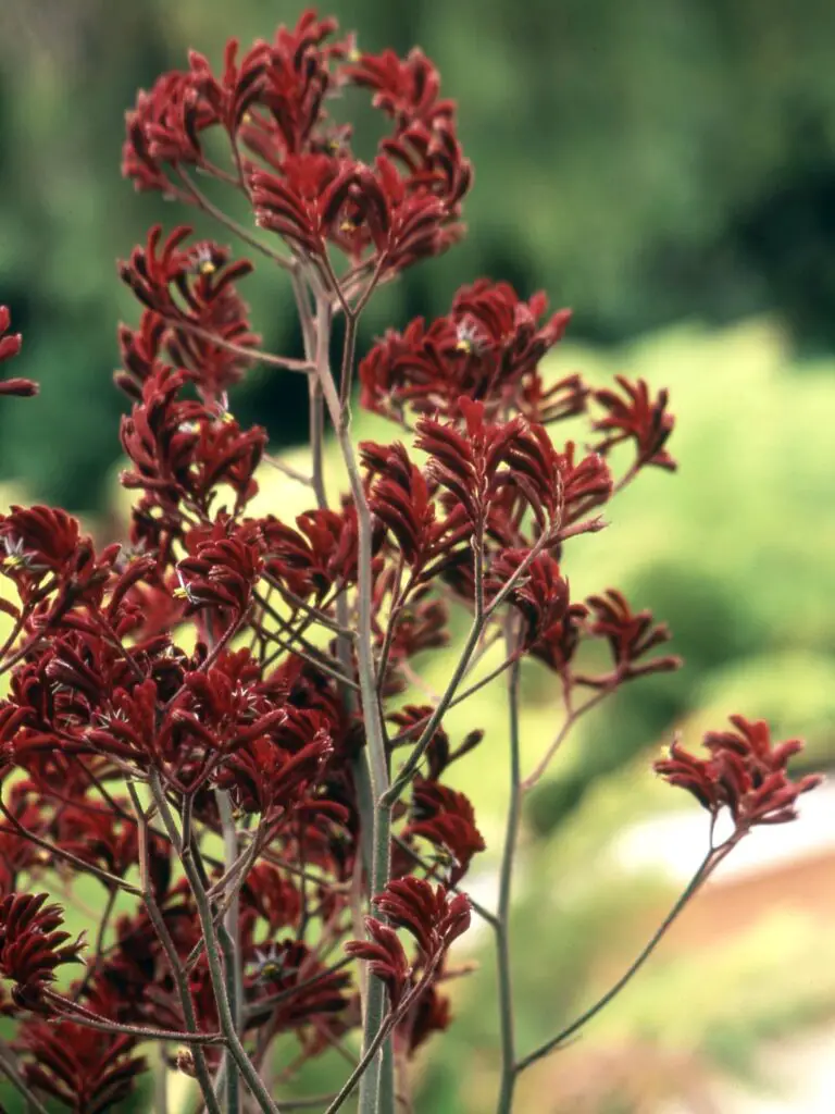 Kangaroo Paw Flower: Pangangalaga, Mga Benepisyo, Gamit, Kahulugan ...