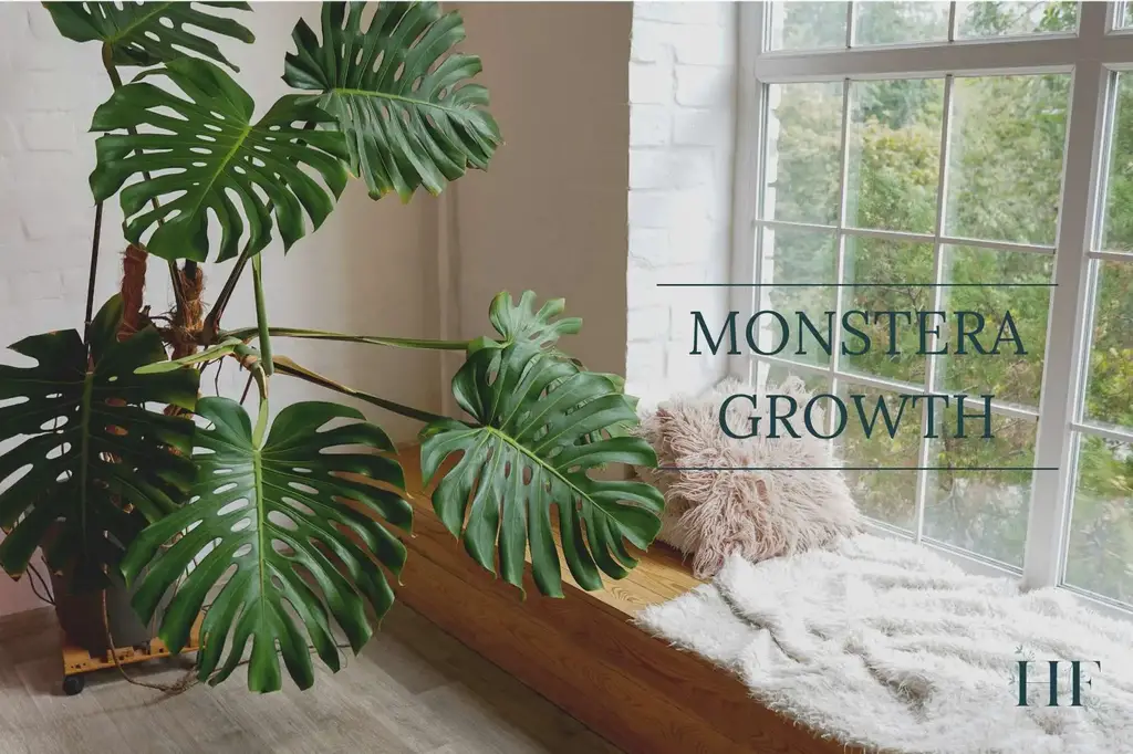 Monstera Deliciosa: Care, Grow, Propagation, Lifespan, Types, Growth Stages, Benefits