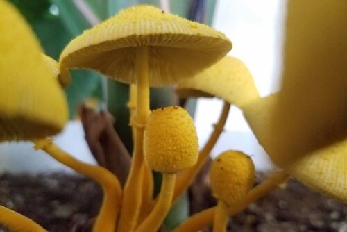 How to Get Rid of Yellow Mushrooms in Houseplants - Lotusmagus  