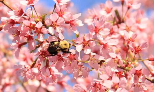 Okame Cherry Tree: How to Grow, Care This Flowering Blossoms