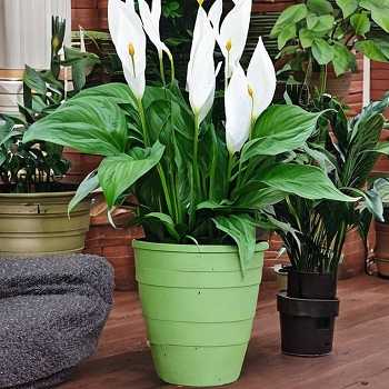 Symptoms of Peace Lily Poisoning