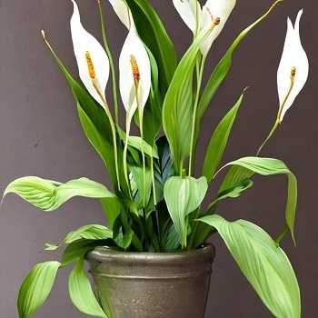 Peace Lily Age