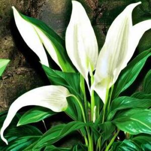 How large do peace lilies grow?