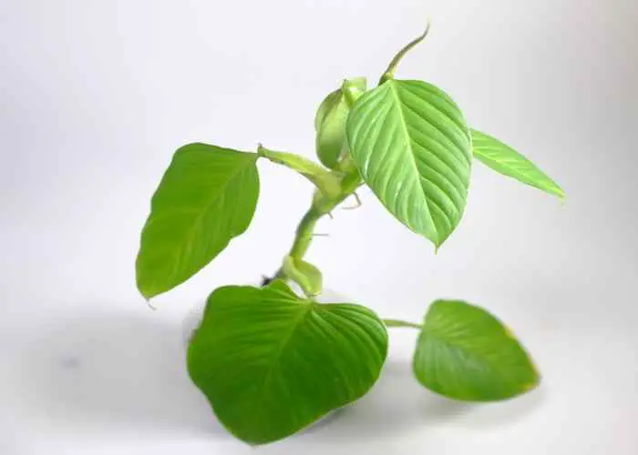 philodendron-snowdrift-care-expert-tips-for-thriving-indoor-plants