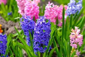Planting And Caring for Hyacinth Flowers