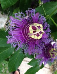 Purple Passion Plant Seeds - Buy shop now for Sale, How to Germinate