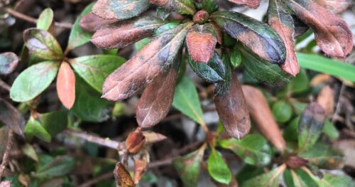 Rhododendron Leaves Turning Brown
