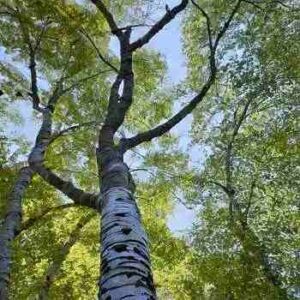 River Birch Tree Pros and Cons