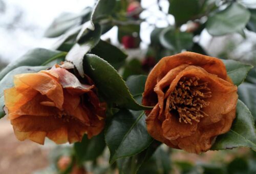 Rose Leaves Turning Brown - 10 Reasons & Solutions