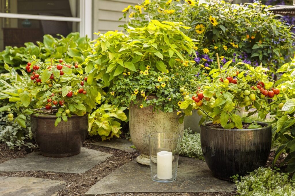 Rosemary Varieties Discover the Ultimate Collection of Aromatic Choices