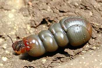 Cutworms Insecticides 
