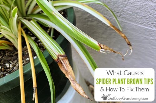 Spider Plant Leaves Turning Brown - 10 Reasons & Solutions