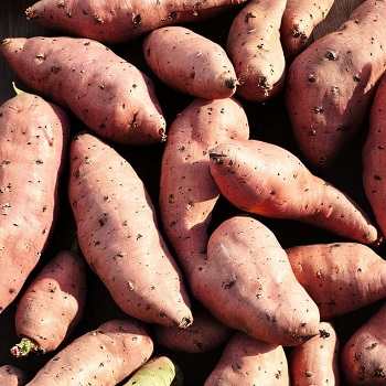 Is a Sweet Potato a Vegetable or a Fruit?