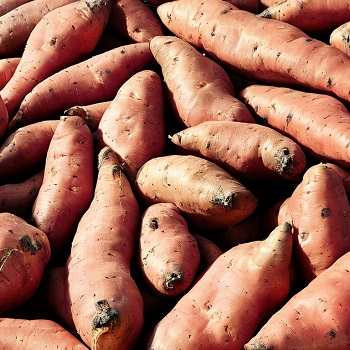 Sweet Potato vs Yam