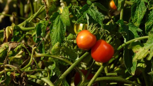 Tomato Leaves Turning Brown - 10 Reasons & Solutions