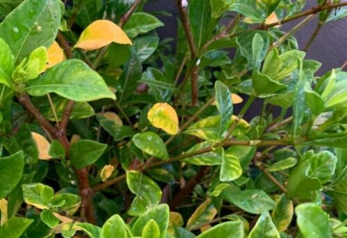 Why Are My Gardenia Leaves Turning Yellow? 10 Causes How to Treat It