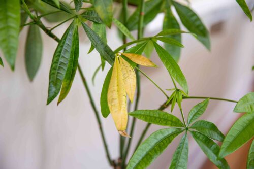 Why Are My Money Tree Leaves Turning Yellow? 10 Causes What You should Do