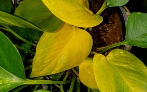 Why are My Philodendron Leaves Turning Yellow (10 Reasons & Fix)
