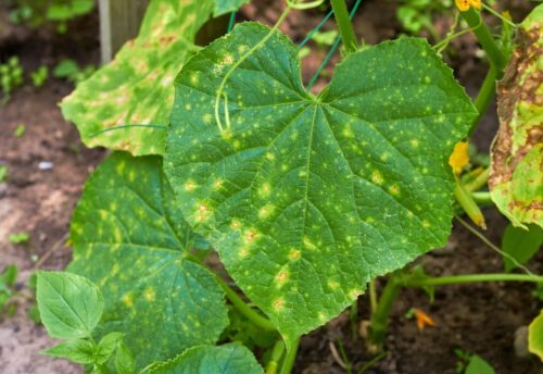 Why are My Pumpkin Leaves Turning Yellow And Brown (7 Reasons & Fix)