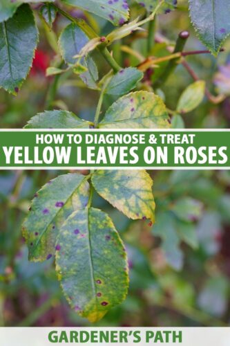 Why Are My Rose Leaves Turning Yellow 10 Reasons And Fix 