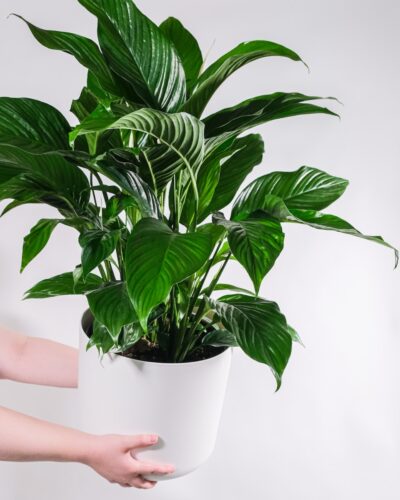 How To Save a Peace Lily With Brown Leaves