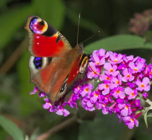 How to Prune a Butterfly Bush