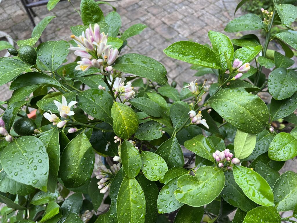 Lemon Not Ripe 10 Reasons Why Your Garden Still Has Green Unripe Lemons