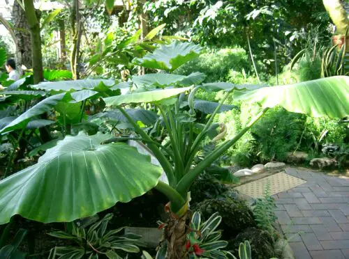 Alocasia (Elephant Ear) Poisoning in Dogs