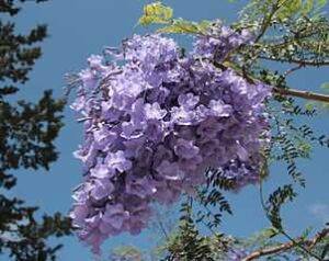 Is A Jacaranda Invasive? (Answered)