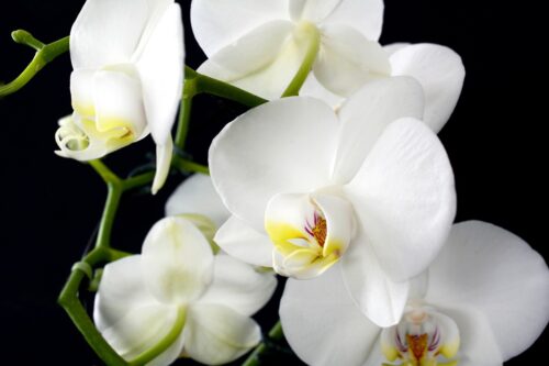 Impact Of Nutrient Deficiencies On Orchid Leaves