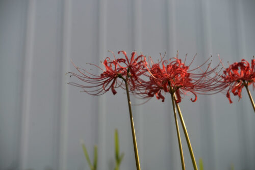 Spider Lilies