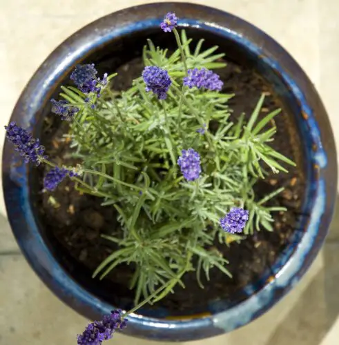Best lavender for pots