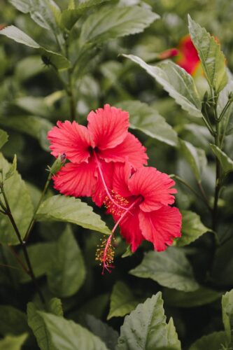 Signs Of Leaf Yellowing In Hibiscus Plants