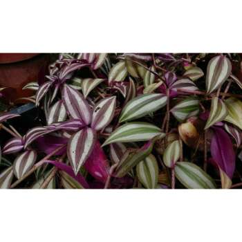 Wandering Jew Leaves Turning Brown