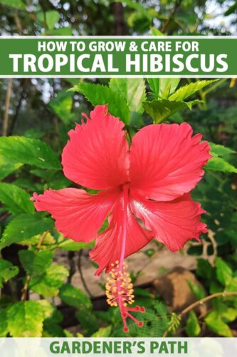 9 Common Hibiscus Pests And Diseases - Here is How They Look Like