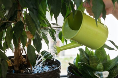 9 Signs You'Re Underwatering Your Plants And How to Fix It