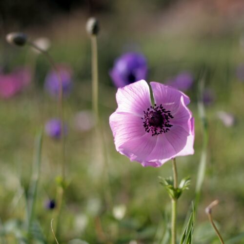 Symbolic Meanings of the Anemone: From Abandonment to Resilience