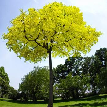 Facts About Ginkgo Tree