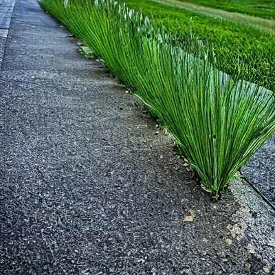 Grass Growing on Concrete