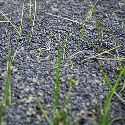 How to stop grass from growing in concrete?