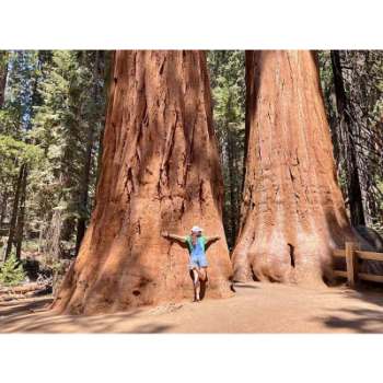 Facts About Giant Sequoia Trees