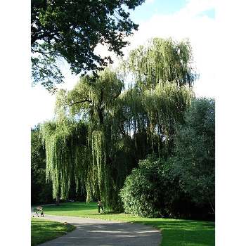 Weeping Willow Trees