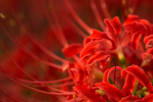 Myths about Spider Lilies