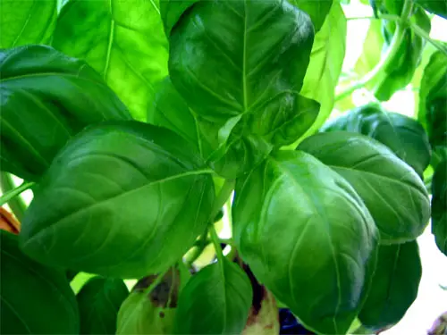 When should basil be pruned?
