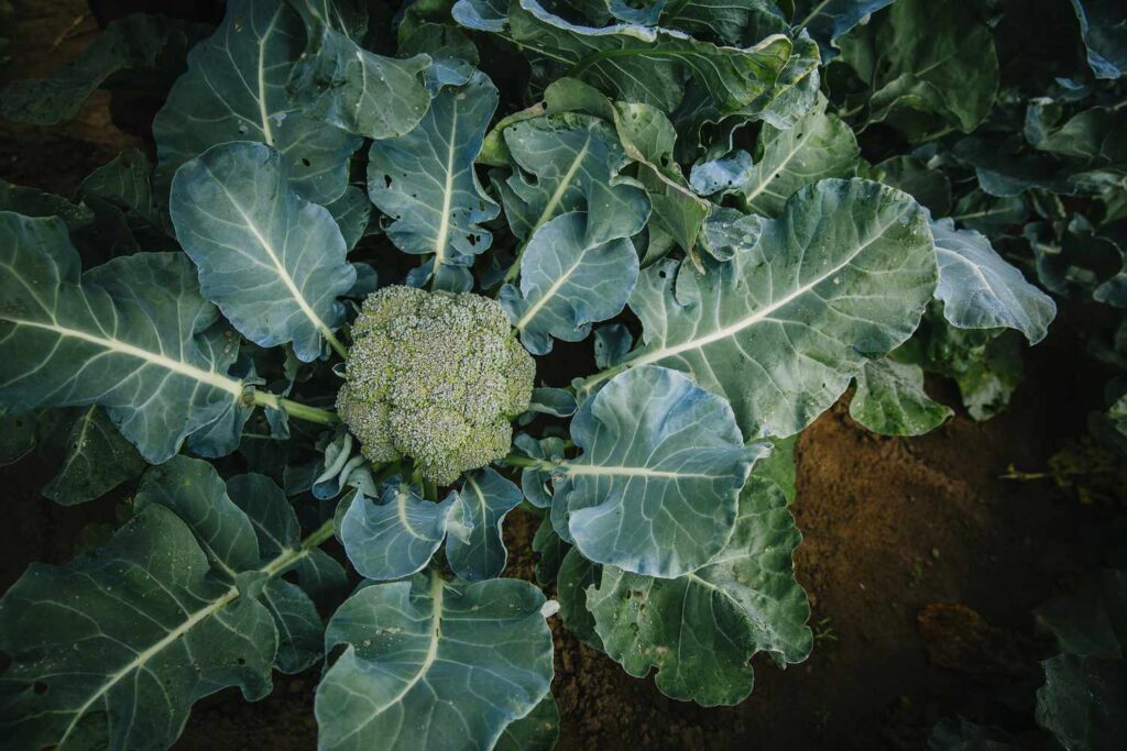 Broccoli Growth Stages