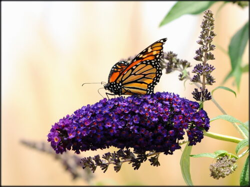 Techniques For Thinning The Butterfly Bush Without Over-Pruning
