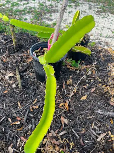 Dragon Fruit Plant Growth Stages