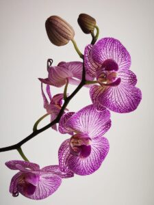 Significance Of Yellowing Leaves In Orchids